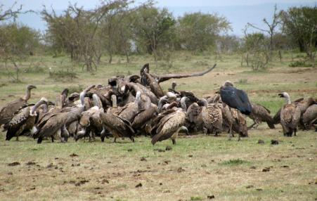 Vultures in a feeding frenzy. 